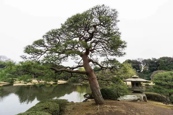 Tree and pond